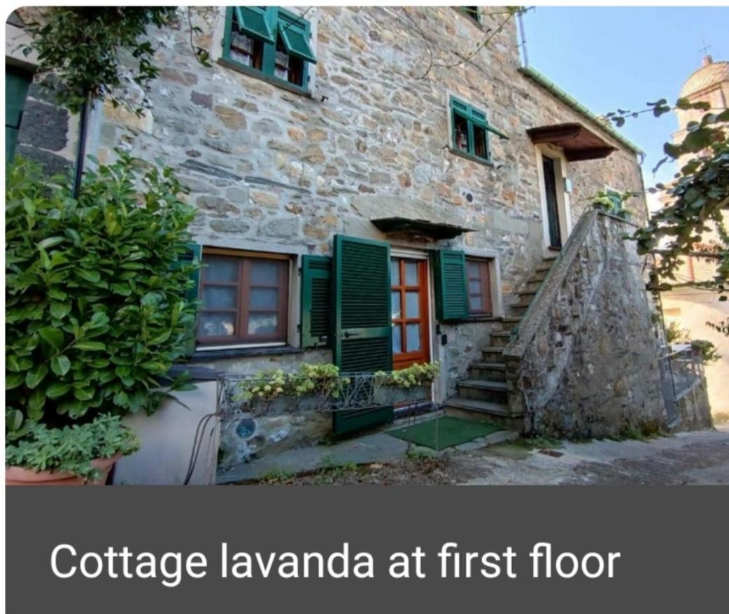 Lavanda * Levanto